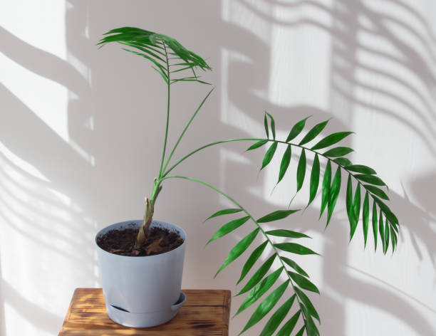 istock Indoor palm tree in a sunny room with a beautiful interior made from natural materials. decorative palm tree in a blue pot, hard shadows on the wall by the window in the morning in the room 1308041748