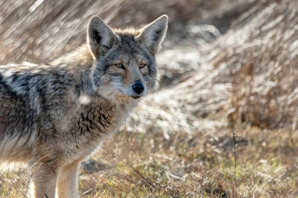 istock Coyote, Richmond, Britisah Columbia, Canada 1308041989
