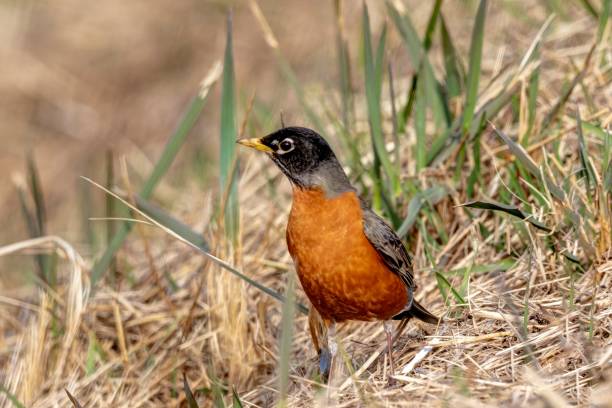 istock American Robin in the grass, Delta, BC, Canada 1308042020