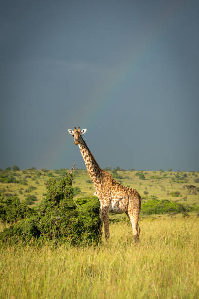 istock Masai giraffe stands by bush under rainbow 1308043775