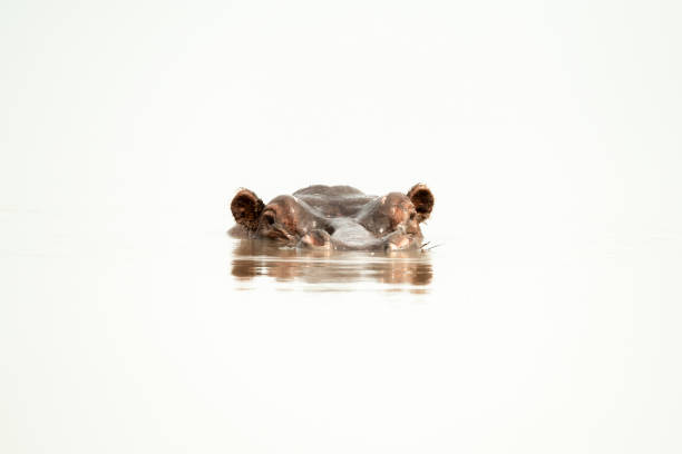 istock Hippo head watches camera from bright waterhole 1308043825