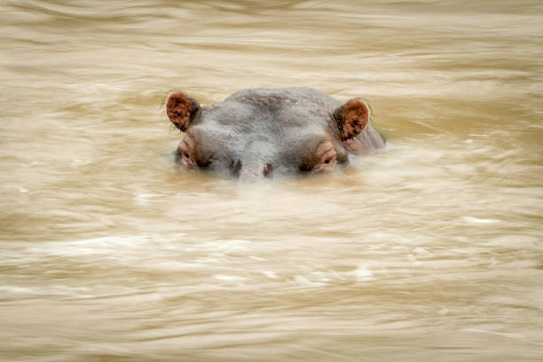 Hippo pool, Moremi Game Reserve, Okavango Delta, Botswana