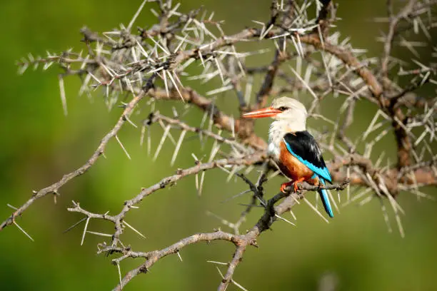 Grey-headed kingfisher perches in thornbush with catchlight