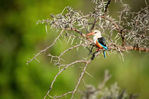 Grey-headed kingfisher in thornbush with open beak