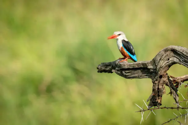 Grey-headed kingfisher on thornbush with open beak