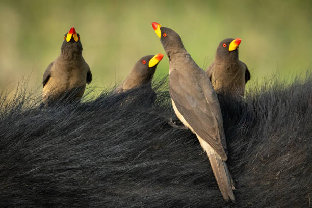 istock Four yellow-billed oxpeckers perch on Cape buffalo 1308043952