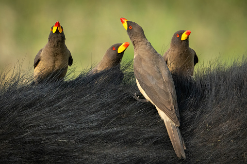 Four yellow-billed oxpeckers perch on Cape buffalo