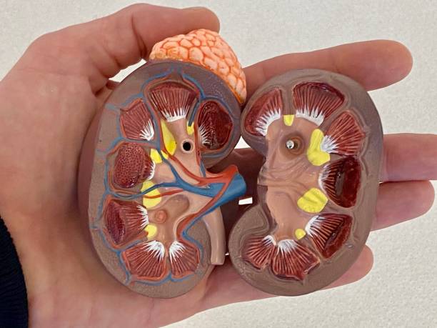 modello renale anatomico di dimensioni autentiche tenuto in mano - renal vein foto e immagini stock