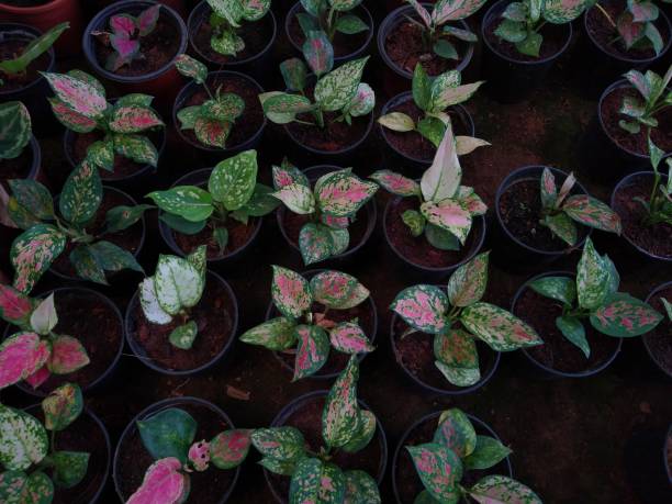 istock Chinese evergreens (Aglaonema) plant growing in a nursery 1308046428