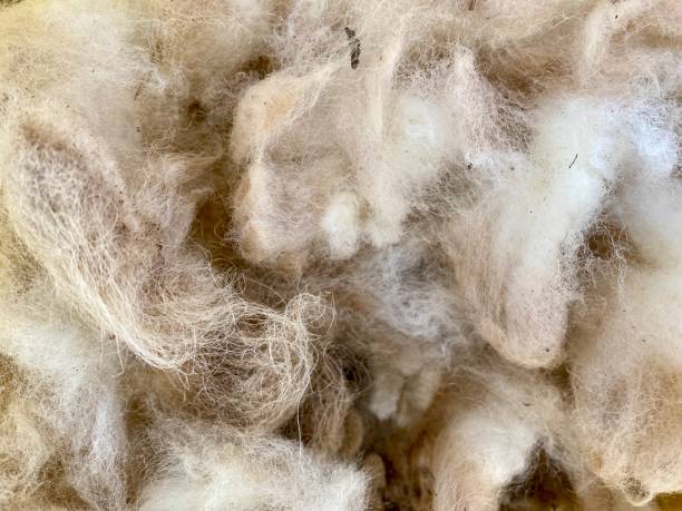 istock Australian Sheep Fleece 1308047300