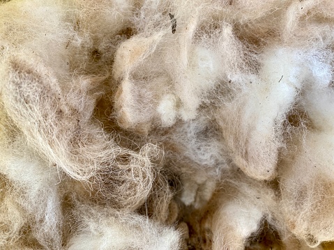 High angle closeup view of raw wool, unwashed, uncarded, straight from the shearing of the sheep in country Australia