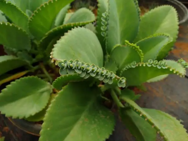 Kalanchoe pinnata (Bryophyllum pinnatum) the air plant in the garden