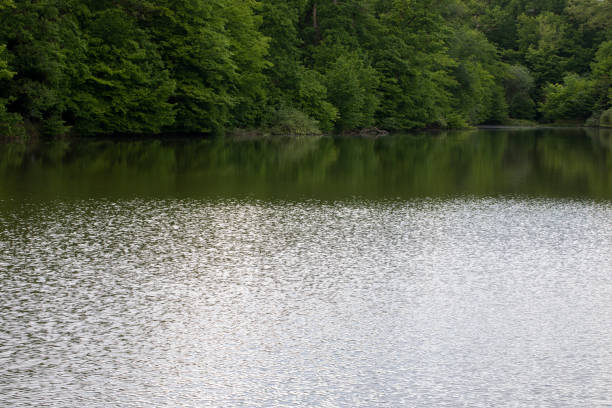 A reflective lake with little waves on its surface and a green forest around it