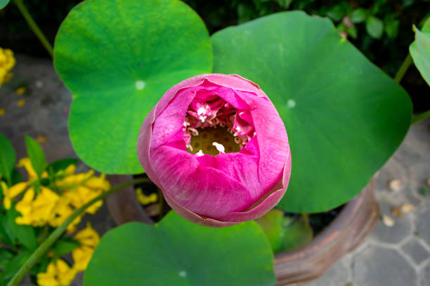 istock Close-up lotus flower 1308048590
