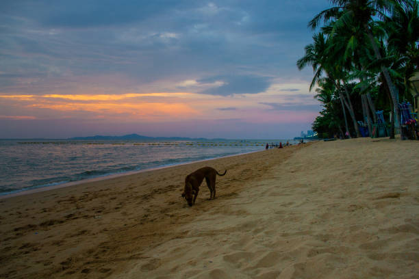 istock Colorful sunset in Thailand 1308049224