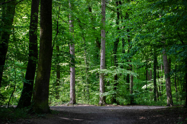 istock Tall trees in a green forest with the sun shining low 1308049388
