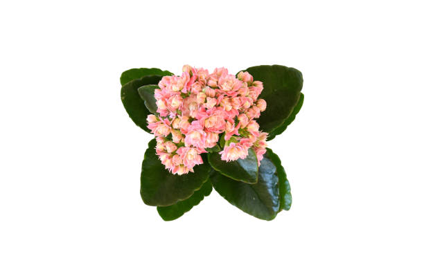 Top view beautiful freshness mini pink kalanchoe succulent flowering plants on white background and clipping path. background nature concept. stock photo