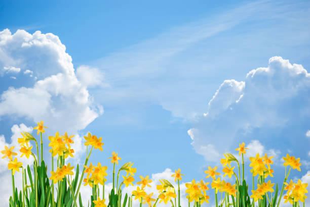ressort de fond ou pâques avec le narcisse jaune fleurissant avec les lames vertes sur le ciel bleu avec les nuages blancs avec l’espace pour le texte. - spring daffodil flower sky photos et images de collection