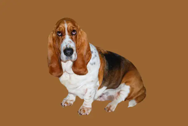 Photo of Animal dog, Lovely young basset hound female in position sitdown on brown background and clipping path. Domestique dog very kind with people.