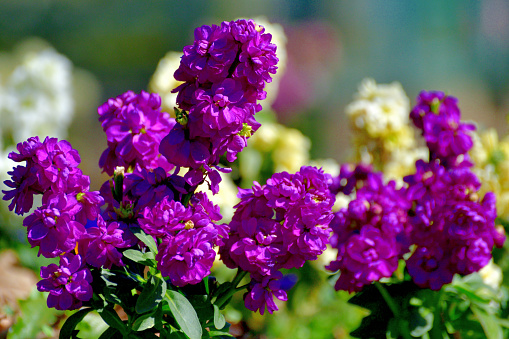 Purple Rosa 'Rhapsody in Blue' shrub rose in flower.