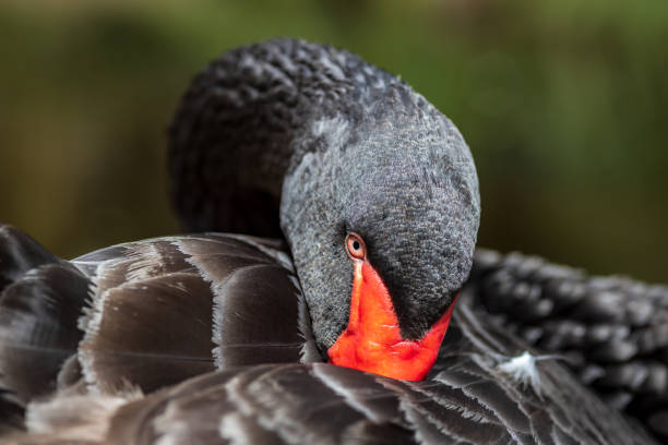 istock Black swan with red beak 1308051836
