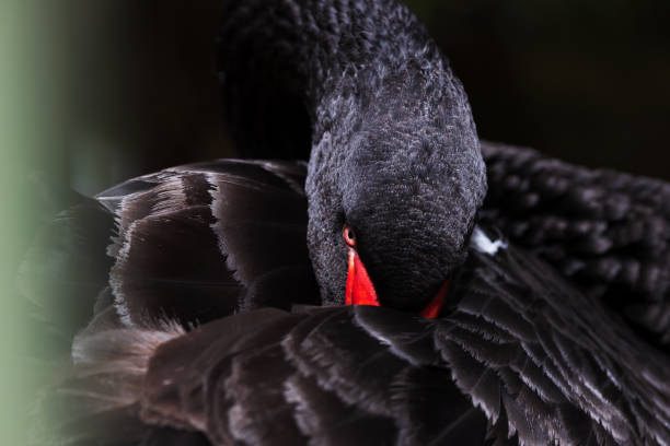 istock Black swan waking up 1308051860
