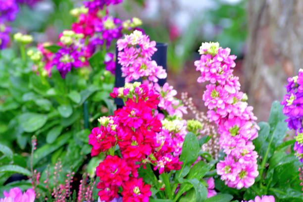 Matthiola incana, or commonly called Stock, is large, showy richly fragrant flower spikes, which come in a fine mixture of colors including red, pink, purple, lavender, blue and white.The name of matthiola incana also includes Brompton stock, Garden stock, Night-scented stock, Ten weeks stock, Evening-scented stock and Gilly flower.