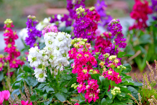 Matthiola incana, or commonly called Stock, is large, showy richly fragrant flower spikes, which come in a fine mixture of colors including red, pink, purple, lavender, blue and white.The name of matthiola incana also includes Brompton stock, Garden stock, Night-scented stock, Ten weeks stock, Evening-scented stock and Gilly flower.