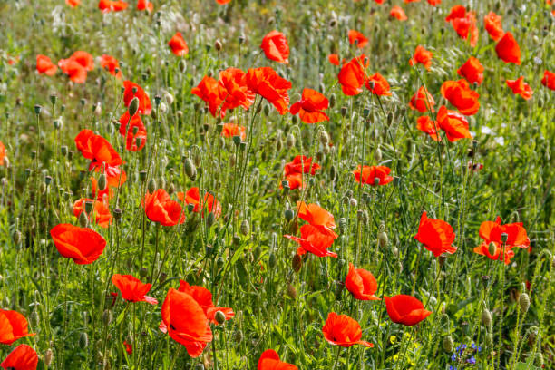 istock Red poppy flowers on a green meadow 1308052006