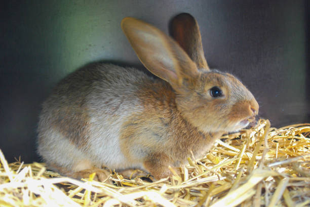 Beautiful adorable young gray yellow rabbit eating dry straw, animal life concept. non focus and graine noise effect. stock photo