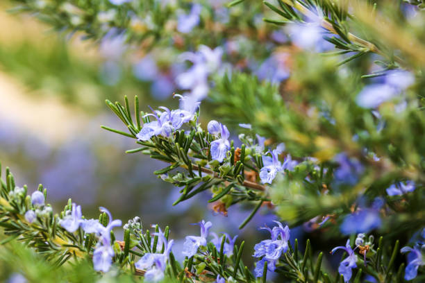 istock Rosemary bush with purple flowers 1308053257
