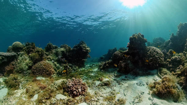 istock Coral reef and tropical fish. Philippines 1308055031