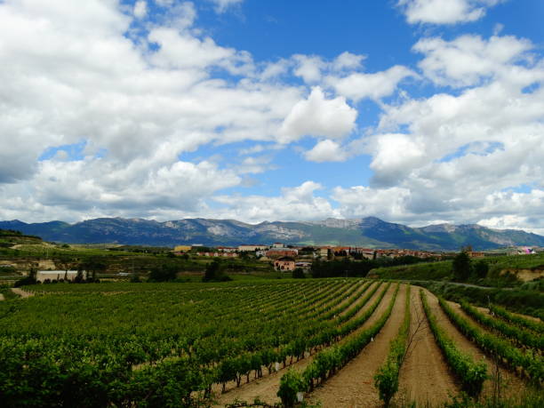 istock Vineyard and mountains in La Rioja 1308055144