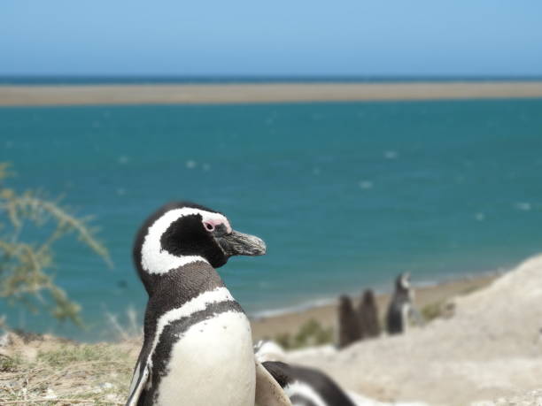 istock Penuin portrait in Argentina 1308055338