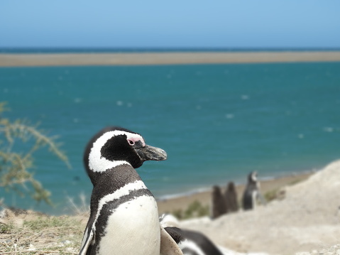 Penguin portrait in a sand beach in Peninsula Valdes in Argentina