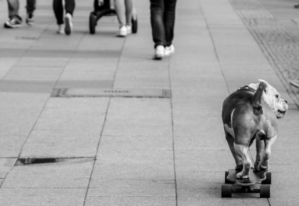 Low Section Of Dog On Skateboard On Footpath