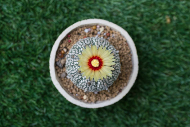 Astrophytum Flower stock photo