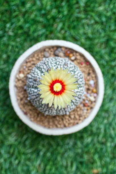 Astrophytum Flower stock photo