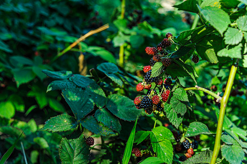 Close-Up Photo of Fresh and Delicious Berry Fruit Growing in Organic Garden in Countryside.