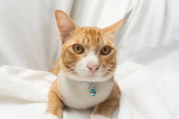 istock A young orange cat lying on white cloth. 1308056877