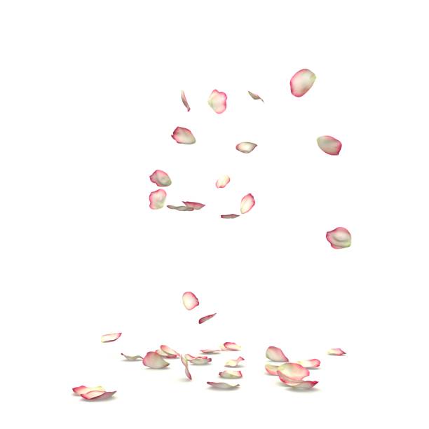istock Red and white rose petals fly and fall to the floor 1308057981