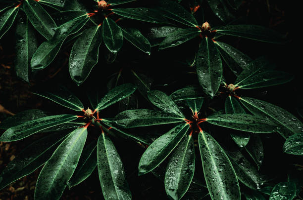 Leaves of a Rhododendron hybrid called  Lem's Monarch growing outdoors in the forest at dawn after a night of rain.