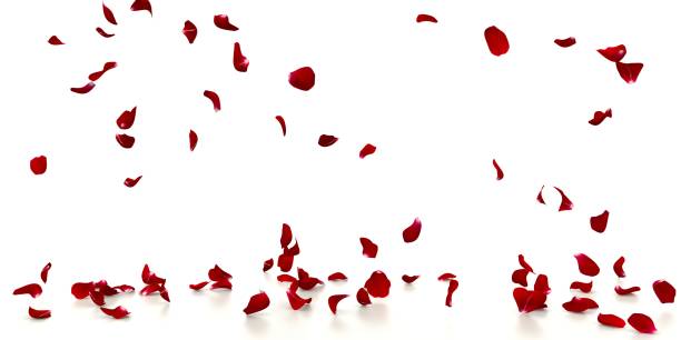 istock Red rose petals fall on the white mirrored floor 1308058182
