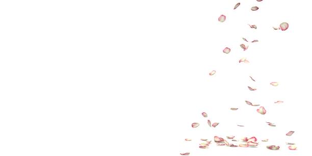 istock Red and white rose petals fly and fall to the floor 1308058823