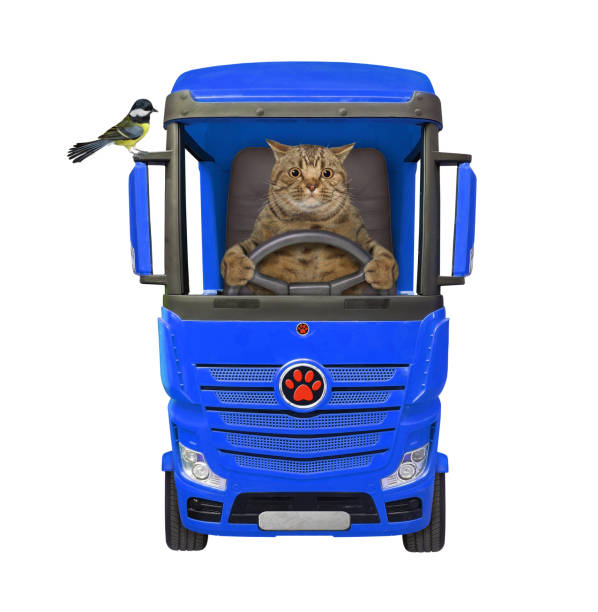 istock Cat gray drives blue truck 1308058924