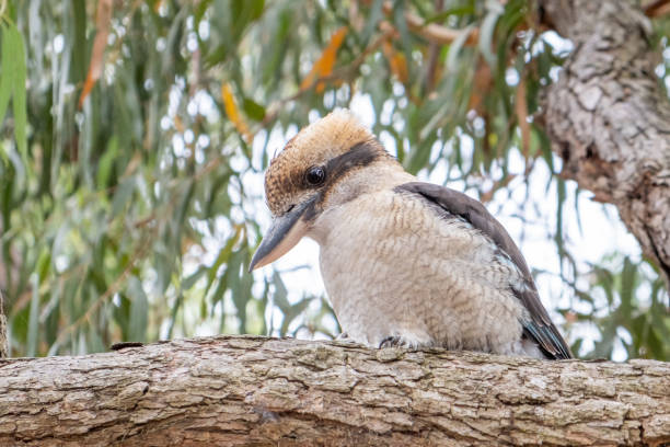 istock Laughing kookaburra on tree branch in Australia 1308058950