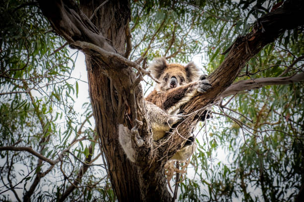 istock Koala hugging a tree on Raymond Island, Victoria, Australia 1308059015