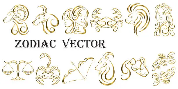 Vector illustration of Vector graphic illustration of golden zodiac signs. All zodiac signs in line art concept: Aries; Taurus; Gemini; Cancer; Leo; Virgo; Libra; Scorpio; Sagittarius; Capricorn; Aquarius and Pisces.
