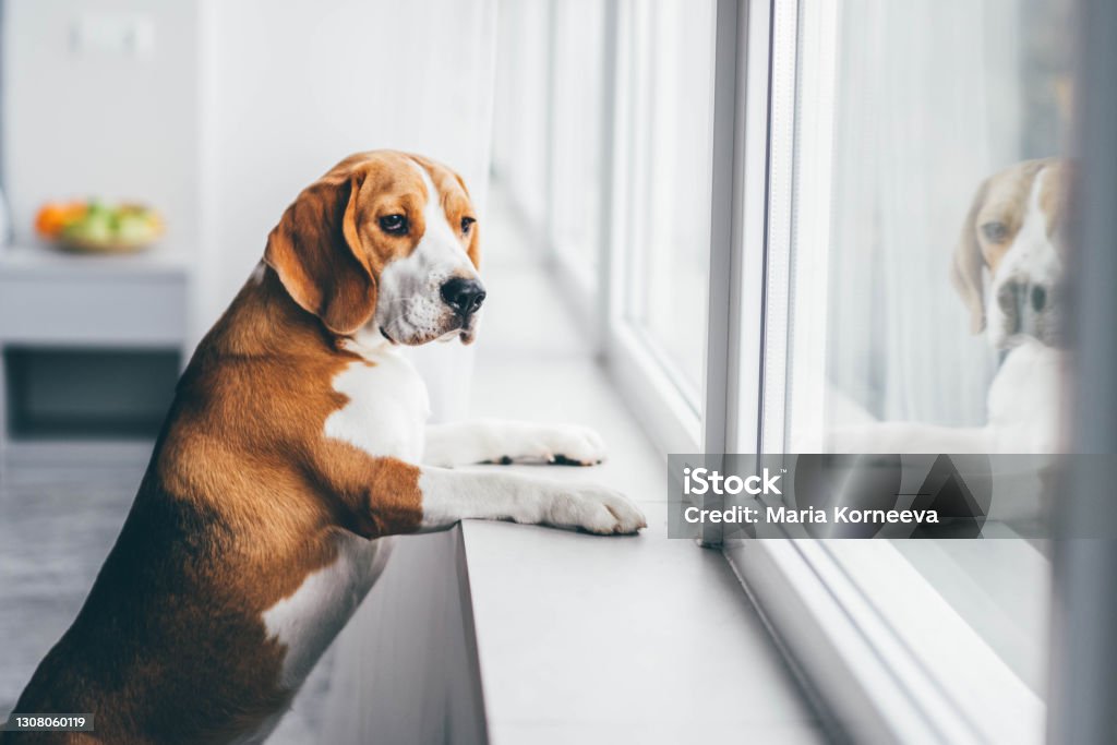 Sad dog waiting alone at home. Dog Stock Photo