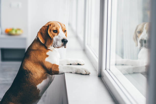 Sad dog waiting alone at home. stock photo